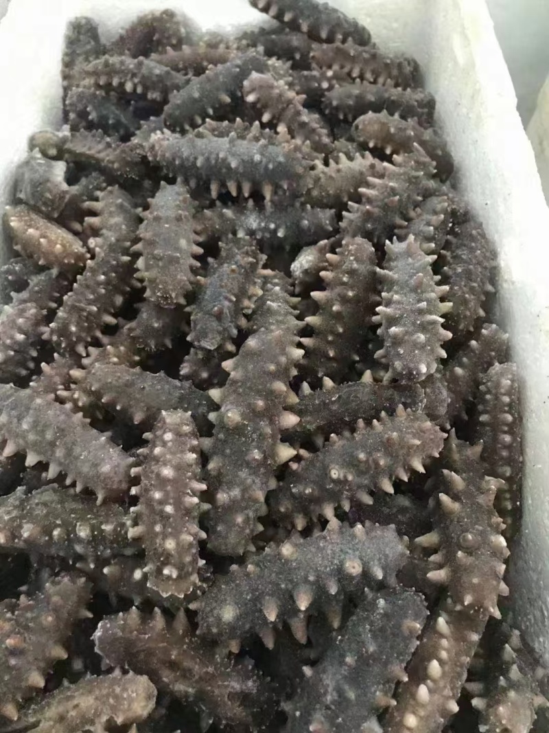 海参鲜食海参自家养殖基地有需要的朋友联系我