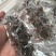 海参鲜食海参自家养殖基地有需要的朋友联系我