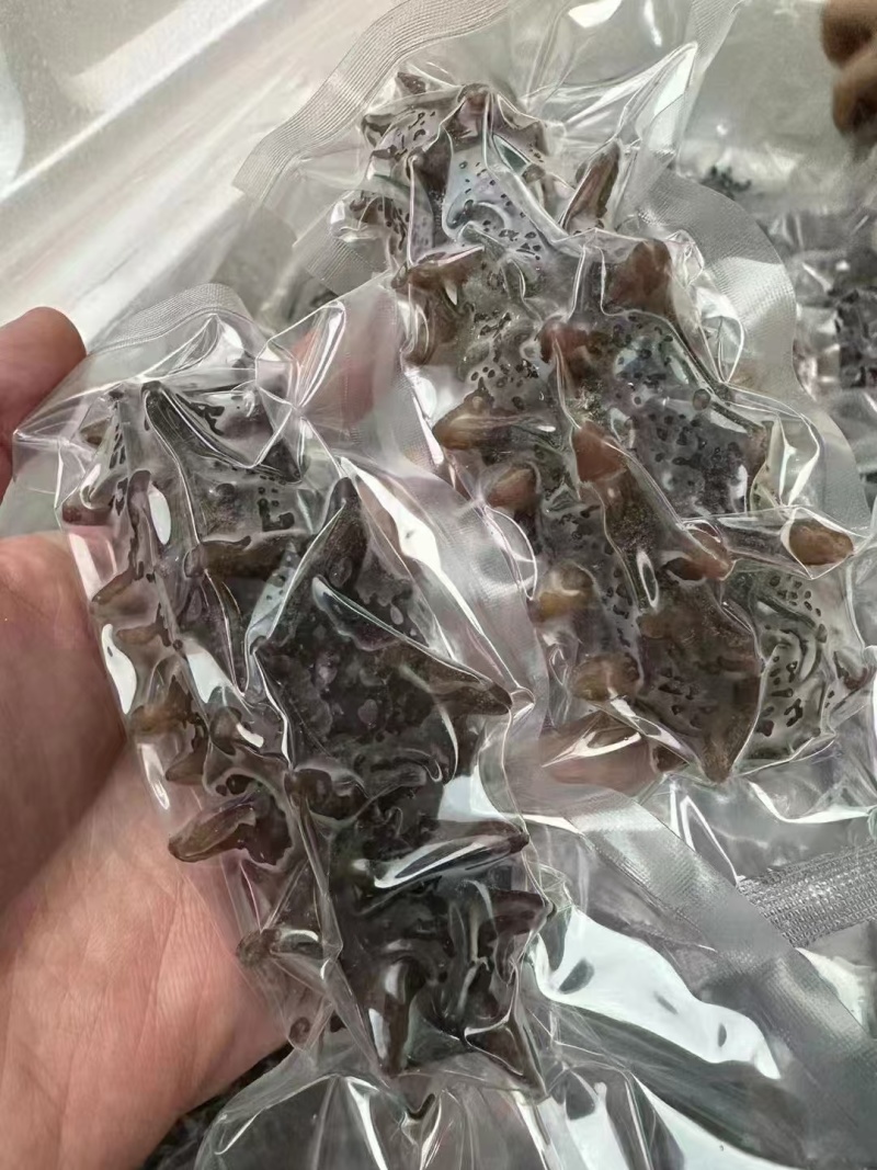 海参鲜食海参自家养殖基地有需要的朋友联系我