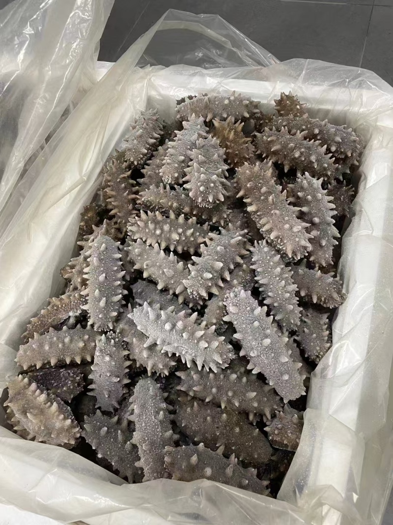 海参鲜食海参自家养殖基地有需要的朋友联系我