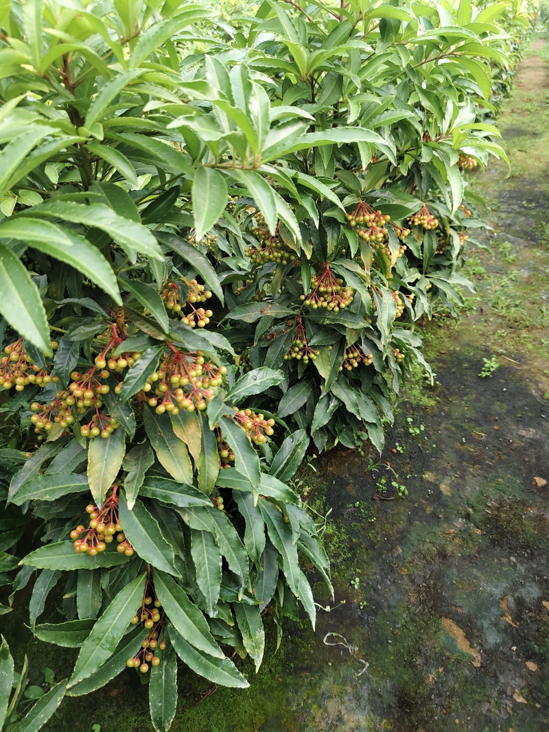 富贵籽