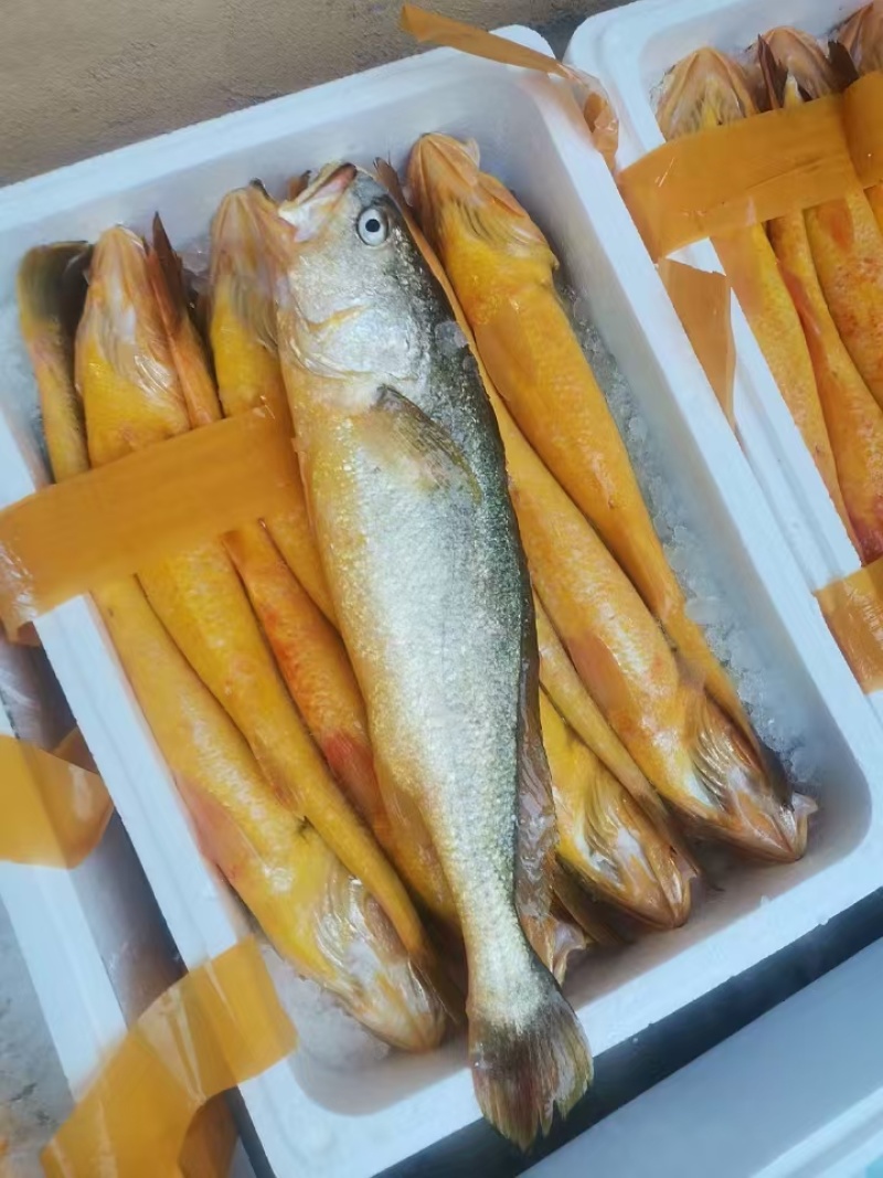 黄鱼