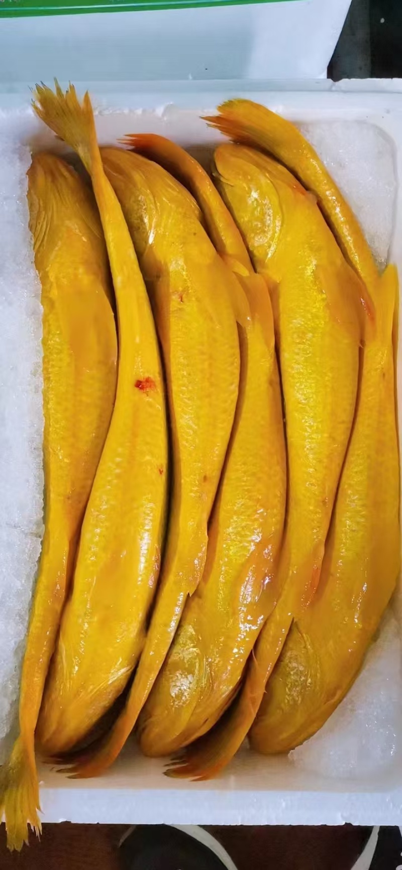 黄鱼