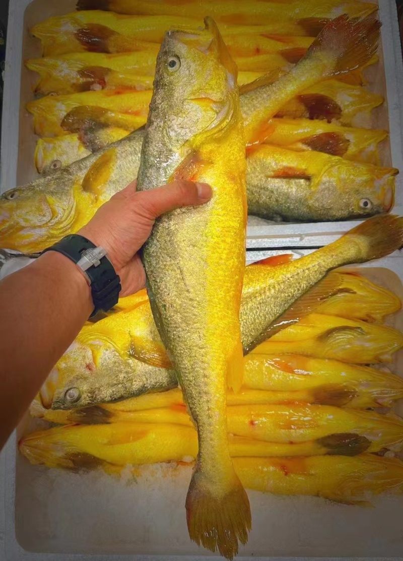 黄鱼