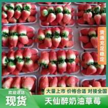 天仙醉草莓头茬果大量上市甜度高可开发票质量保证量大