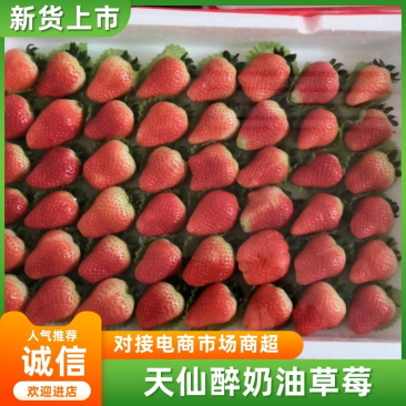 可开发票闻集天仙醉奶油草莓每天稳定货源2万斤