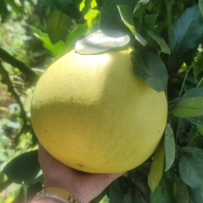 红心柚