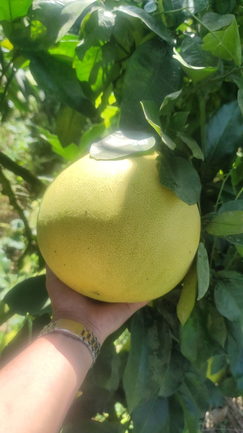红心柚