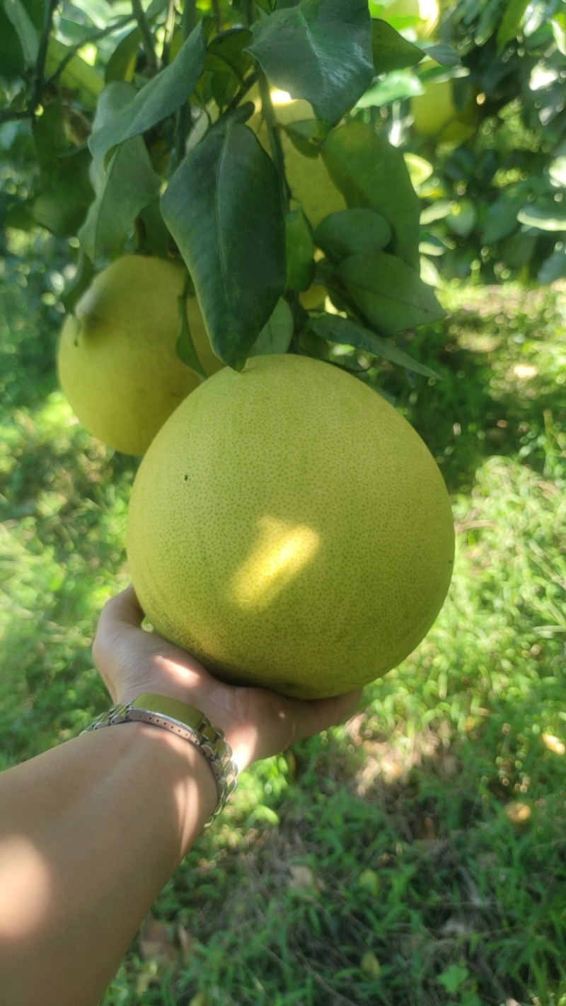 红心柚