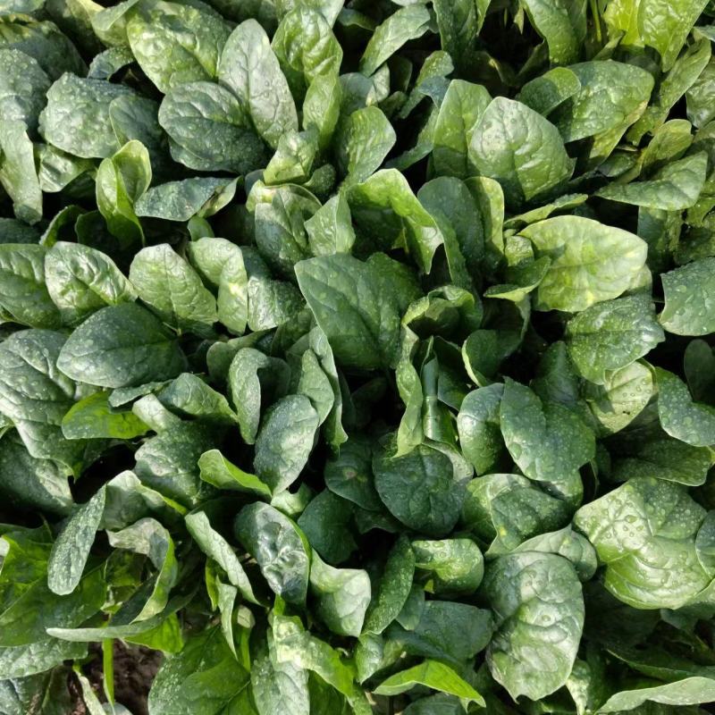 河南安阳大叶菠菜已上市，一手货源，全国供货，价格便宜