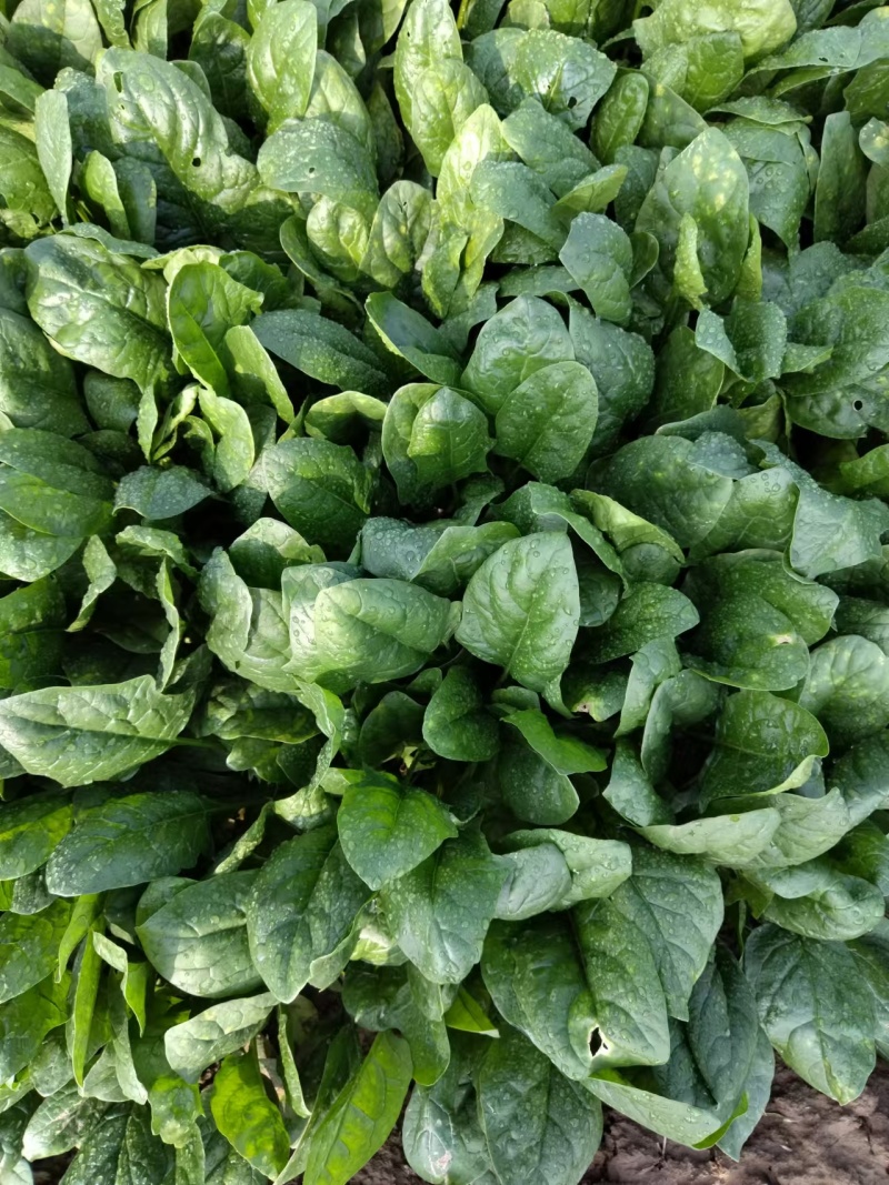 河南安阳大叶菠菜已上市，一手货源，全国供货，价格便宜