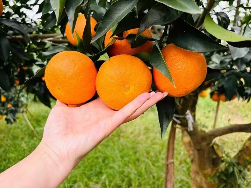 精品爱媛橙大量供应四川产地直发货源充足量大从优