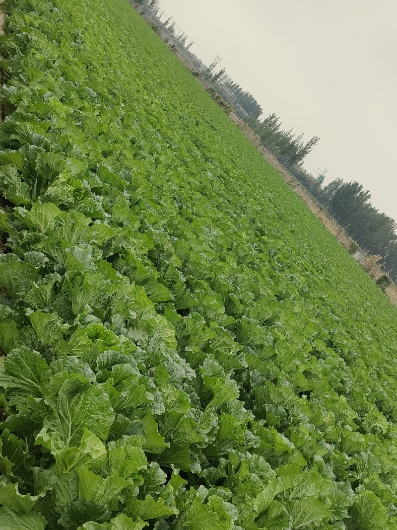 河北保定白菜新鲜产地直供品质保证欢迎来电可视频看