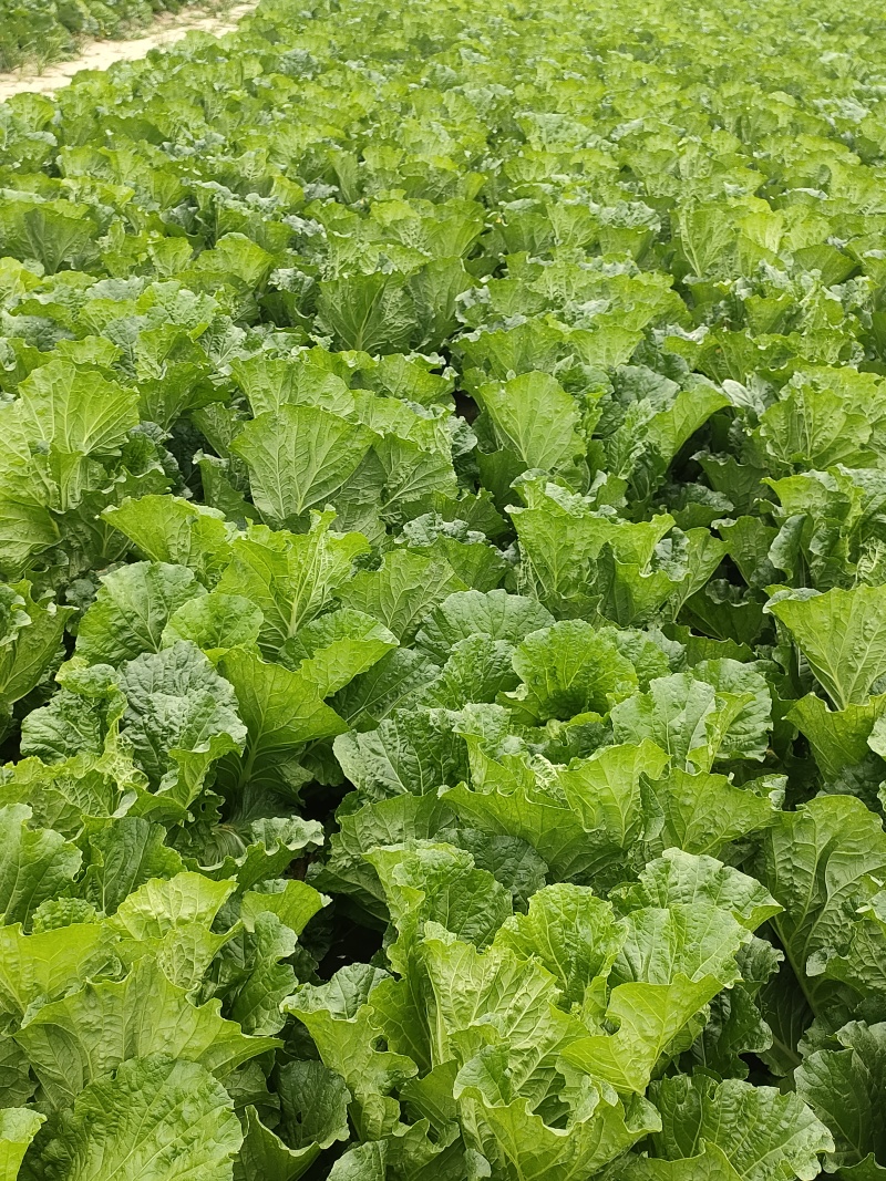 河北保定白菜新鲜产地直供品质保证欢迎来电可视频看