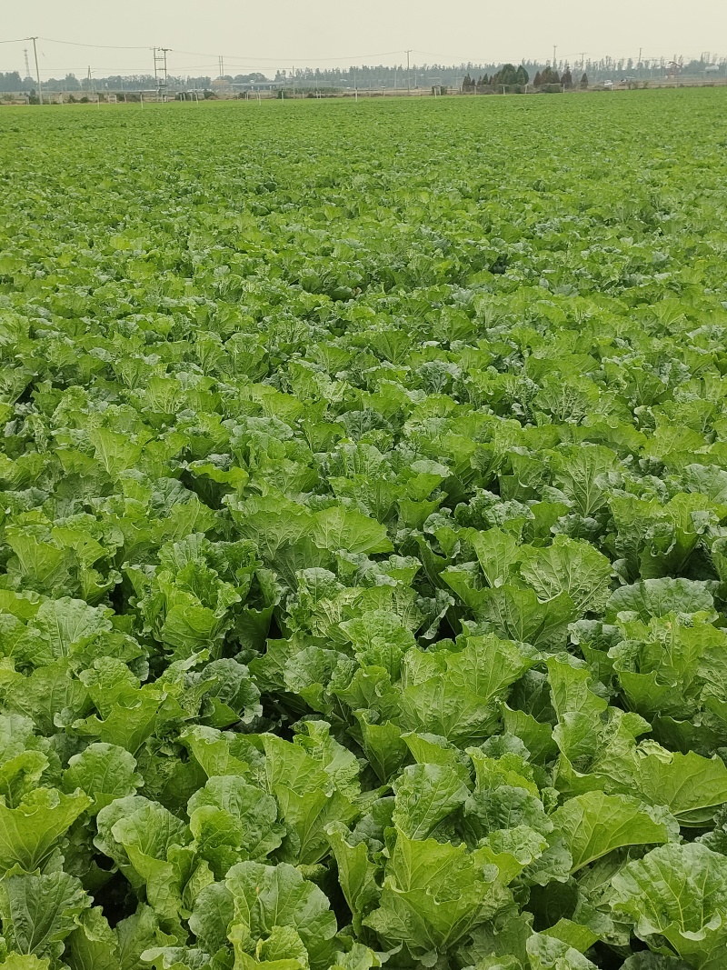 河北保定白菜新鲜产地直供品质保证欢迎来电可视频看