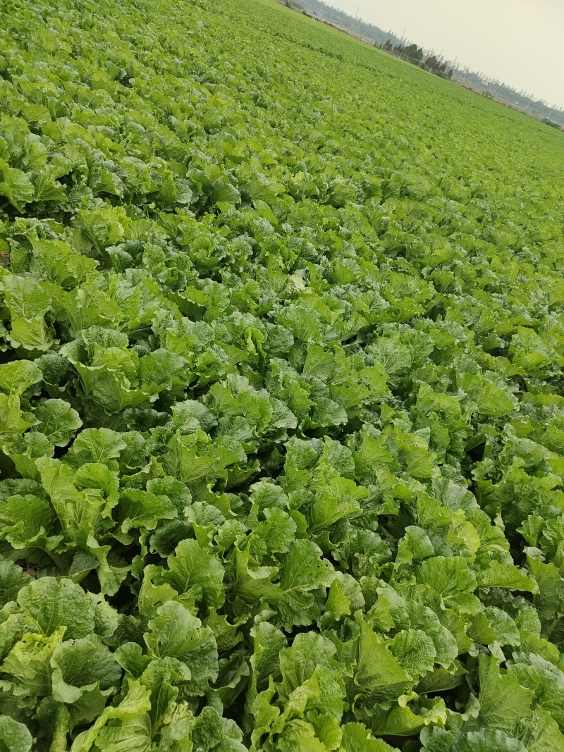 河北保定白菜新鲜产地直供品质保证欢迎来电可视频看