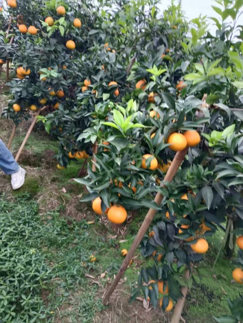 爱媛橙大量供应，产地直发，量大从优，新鲜采摘，皮薄多汁。