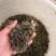 正宗江苏长江系中华绒嗷蟹蟹苗，量大免费上门指导培训