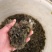 正宗江苏长江系中华绒嗷蟹蟹苗，量大免费上门指导培训