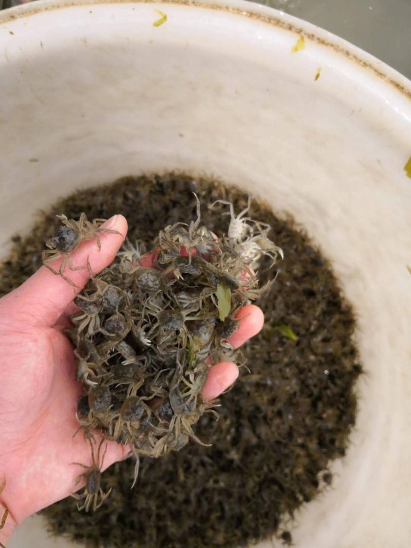 正宗江苏长江系中华绒嗷蟹蟹苗，量大免费上门指导培训