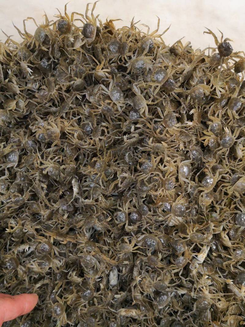 正宗江苏长江系中华绒嗷蟹蟹苗，量大免费上门指导培训