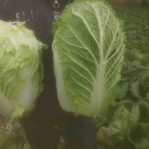 白菜