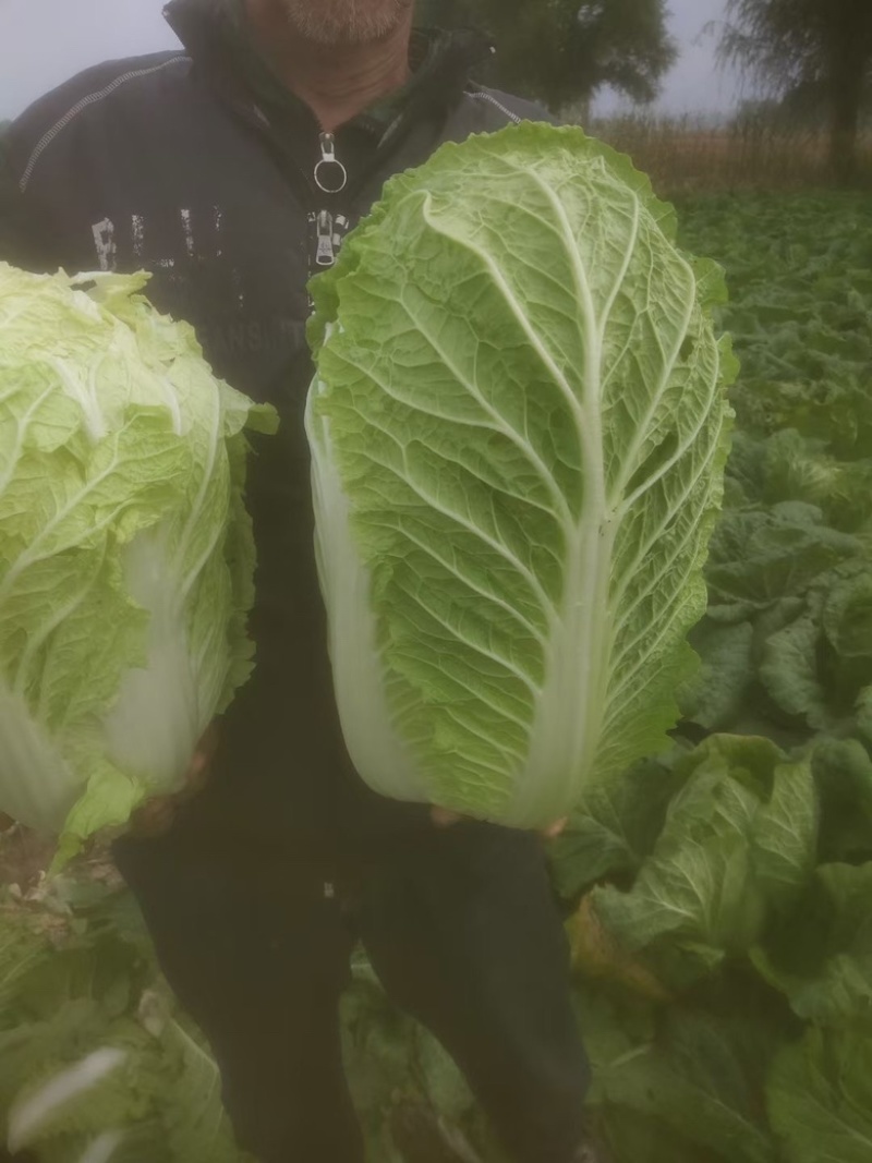 白菜