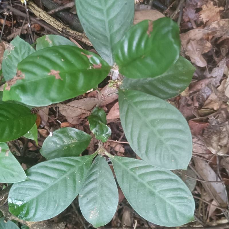 驳骨九节