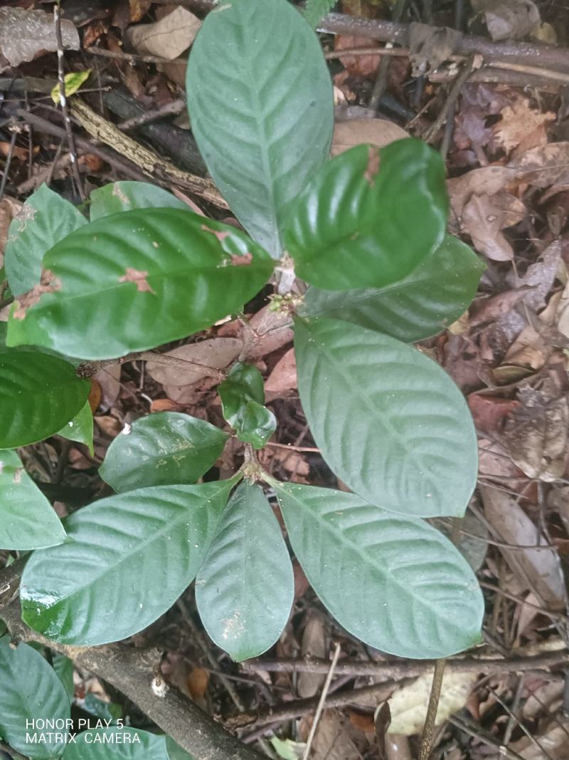 驳骨九节
