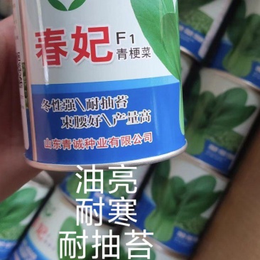 春妃上海青种子口感微甜抗病早熟单株重350克油绿有光泽