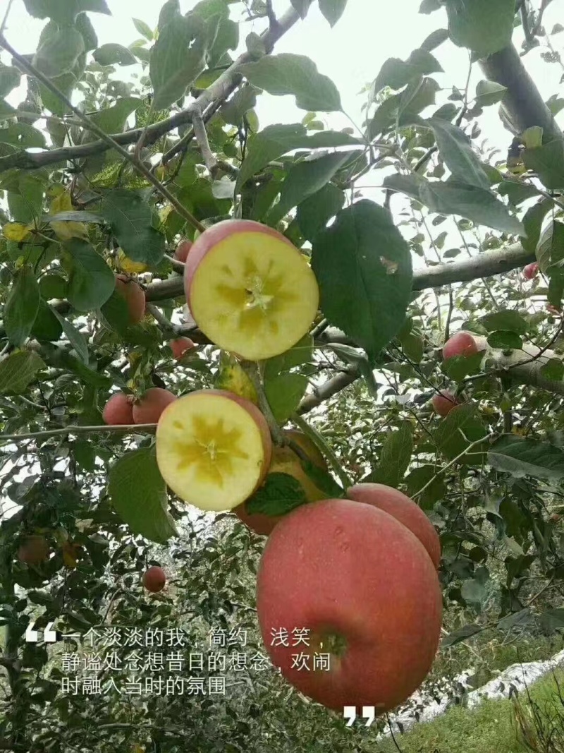 精品昭通红富士苹果，口感脆甜量大从优欢迎联系