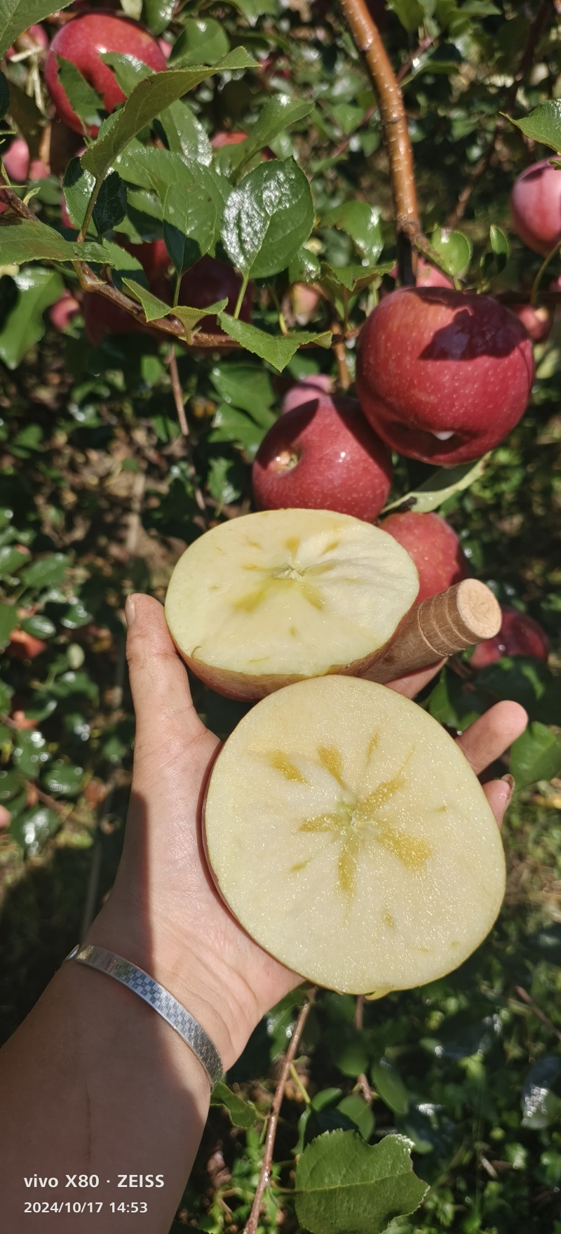 精品昭通红富士苹果，口感脆甜量大从优欢迎联系
