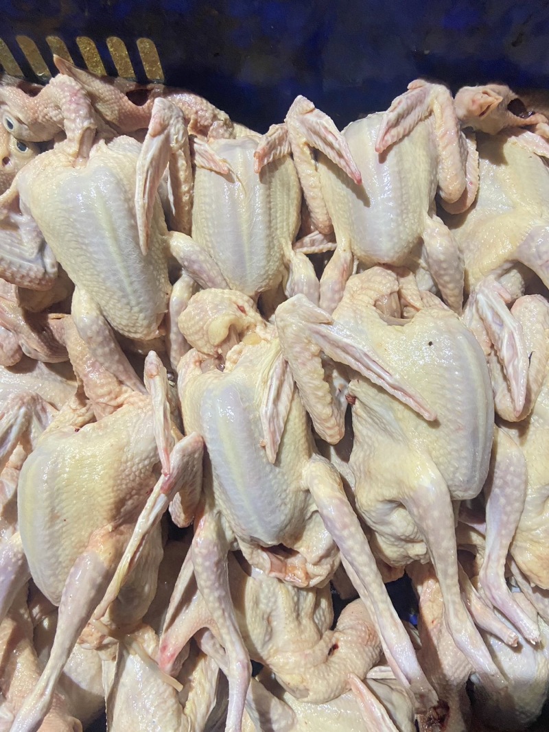 新鲜乳鸽，健康美味，直供农场，快速配送