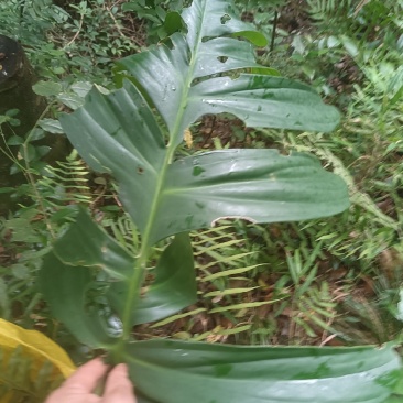麒麟尾又名：狮尾草、篷莱蕉、龟背竹、羽叶藤、过山标、上