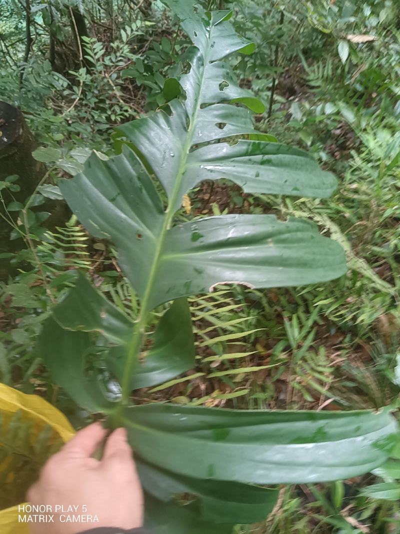 麒麟尾又名：狮尾草、篷莱蕉、龟背竹、羽叶藤、过山标、上