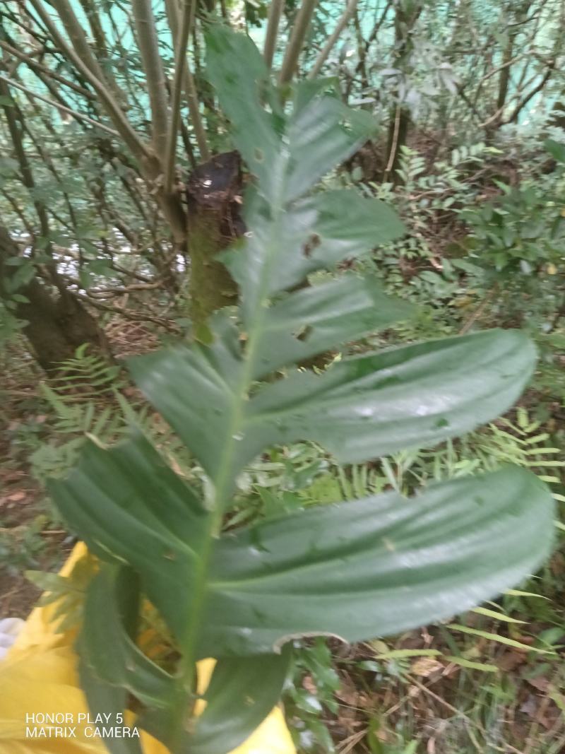 麒麟尾又名：狮尾草、篷莱蕉、龟背竹、羽叶藤、过山标、上