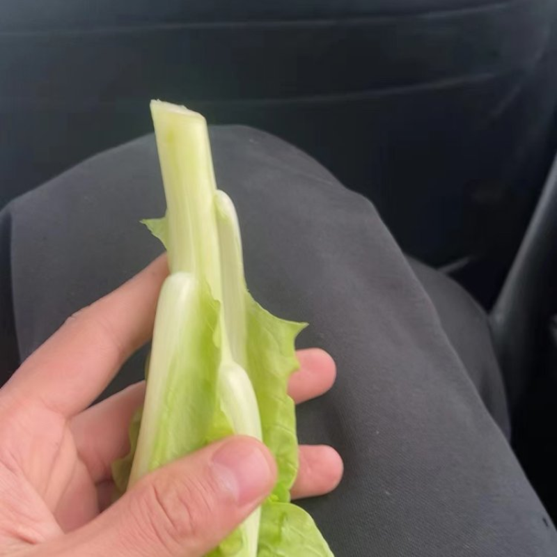 精品白菜苔，甜菜苔，水白菜苔，大量上市品质保证