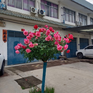 常年供应2一8公分树桩月季，欢迎老板们前来基地考察。