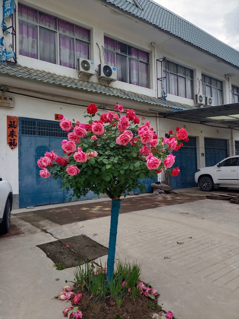 常年供应2一8公分树桩月季，欢迎老板们前来基地考察。