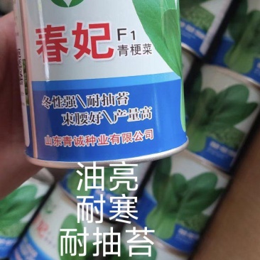 春妃上海青种子口感微甜抗病早熟单株重350克油绿有光泽