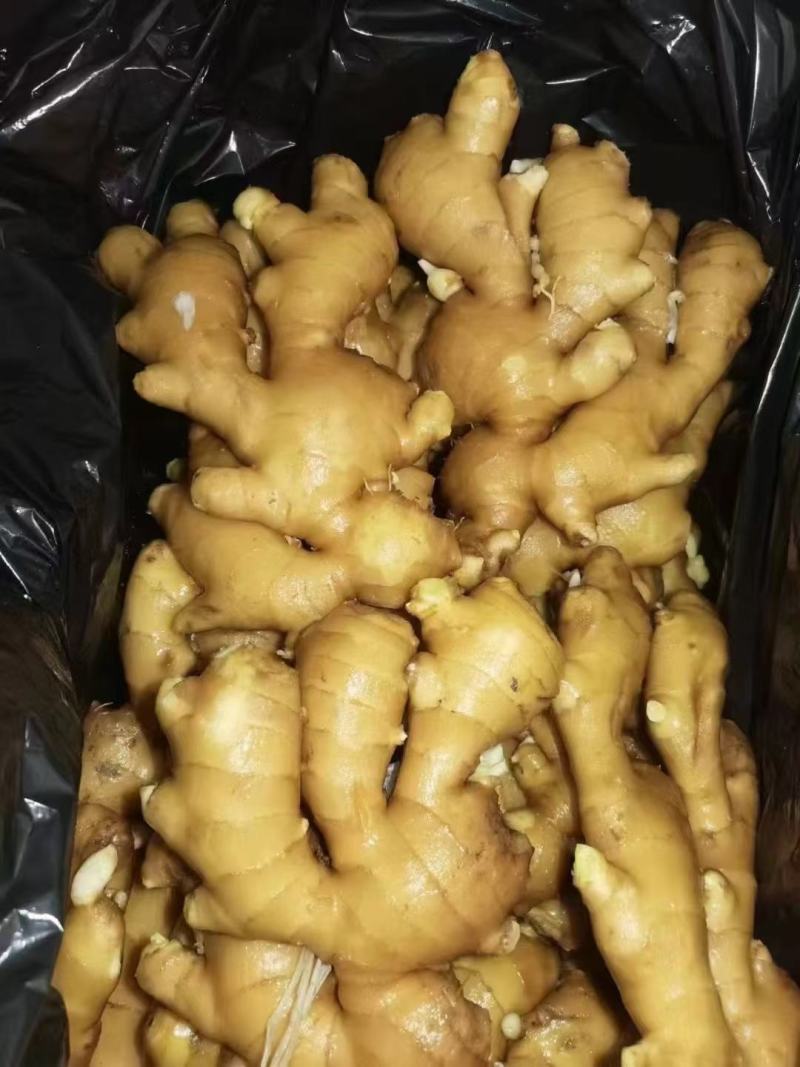 姜种充足，产地直发，诚信经营，欢迎客商来电