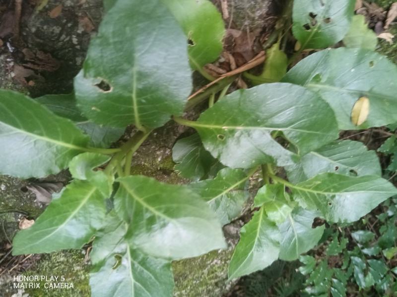 白子菜又名：白背三七、白东枫、玉枇杷、三百棒、厚面皮、
