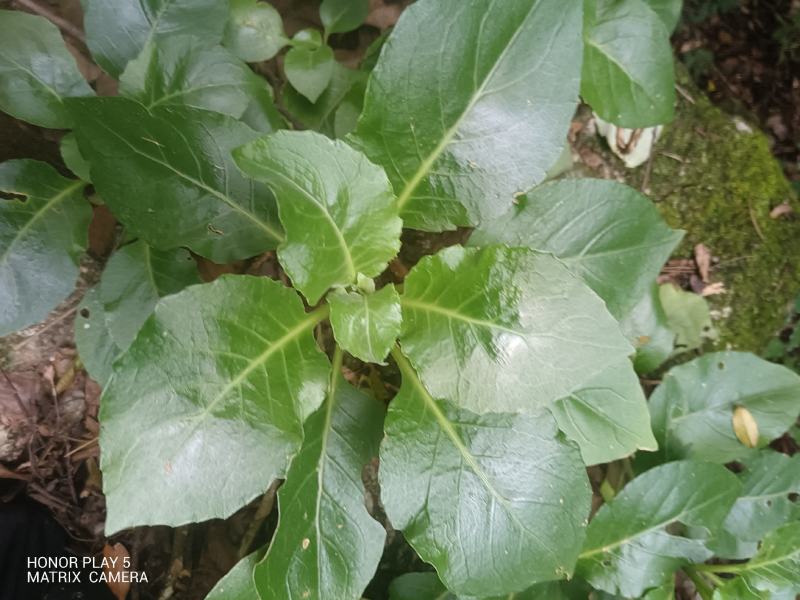 白子菜又名：白背三七、白东枫、玉枇杷、三百棒、厚面皮、