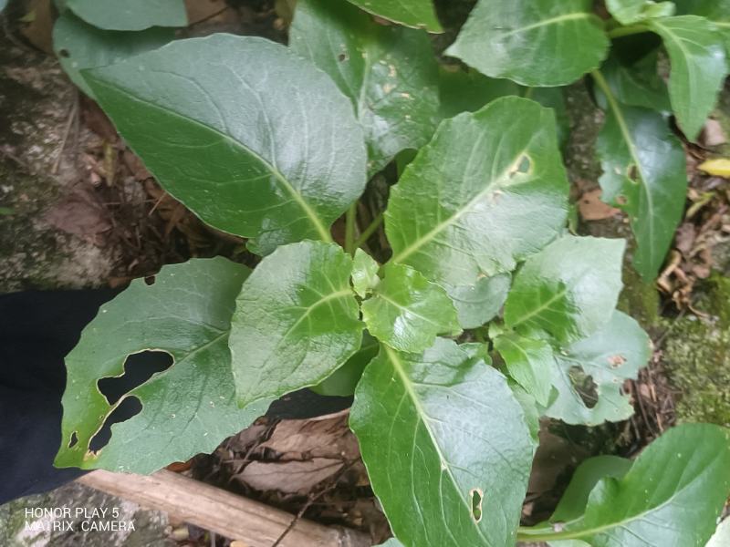 白子菜又名：白背三七、白东枫、玉枇杷、三百棒、厚面皮、