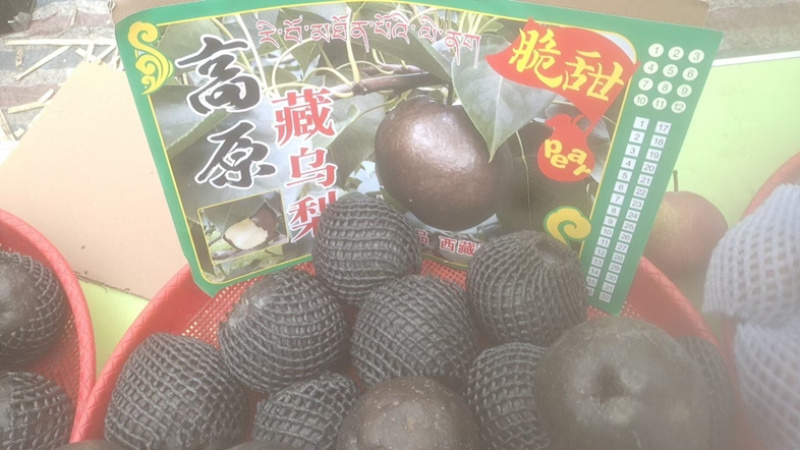 高原藏乌梨，高山梨，黑梨，一手货源/产地直发/保质保量