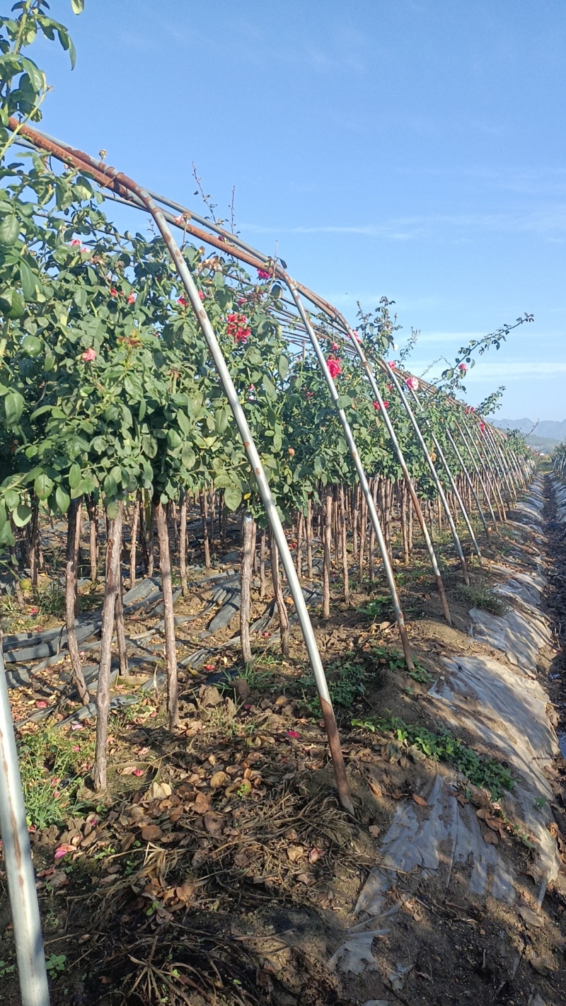 常年供应2一8公分树桩月季，欢迎老板们前来基地考察。