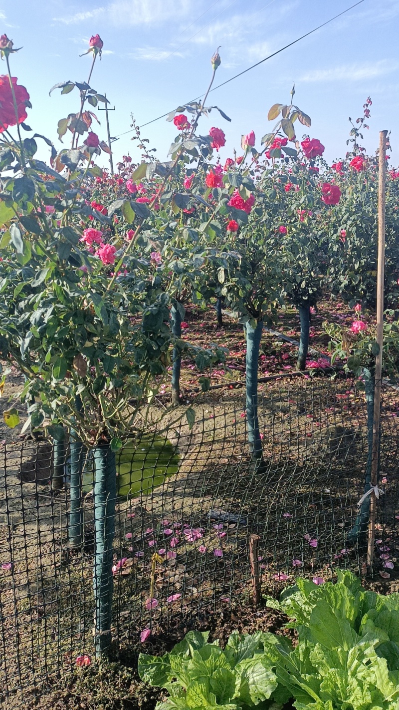 常年供应2一8公分树桩月季，欢迎老板们前来基地考察。