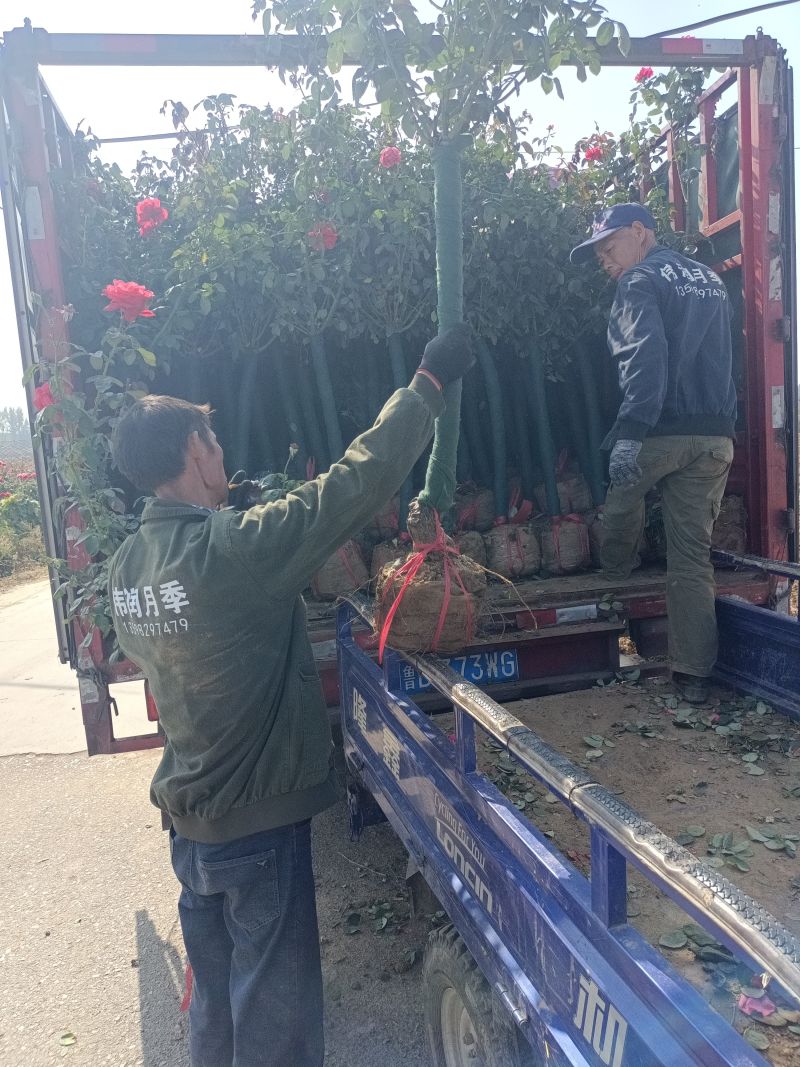常年供应2一8公分树桩月季，欢迎老板们前来基地考察。