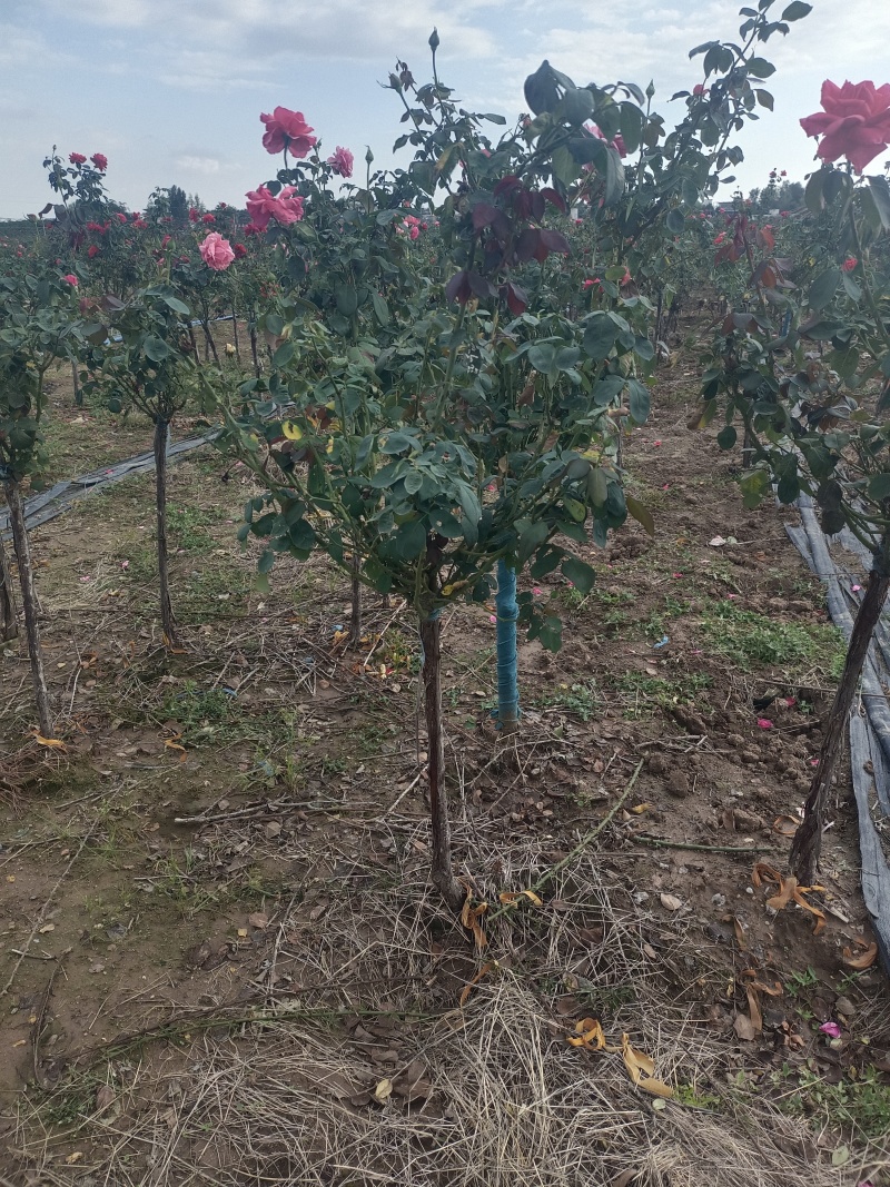 常年供应2一8公分树桩月季，欢迎老板们前来基地考察。
