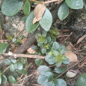 石蝉草又名：胡椒草、火伤叶、石瓜子、三叶稔、散血丹、红